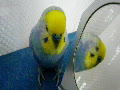 動画:愛ちゃんの鳩ぽっぽー♪