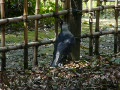 動画:カラスさん