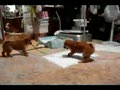 動画:楽ちいひっぱりんこ