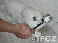 Video : ヨーグルトを食べる犬1